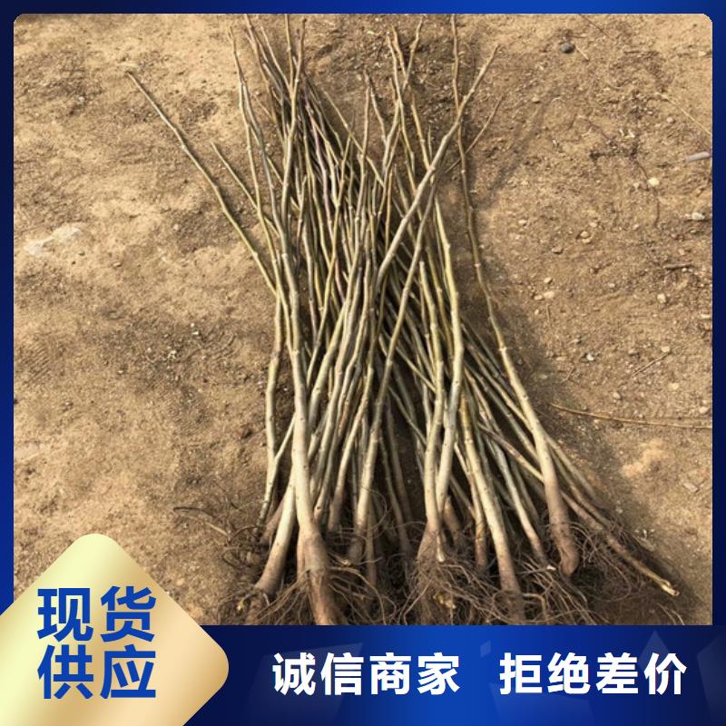 核桃苗大棚草莓苗不只是质量好