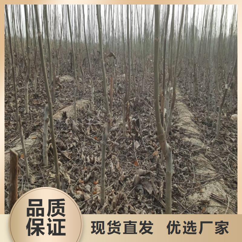 核桃苗-果树苗批发基地一个起售