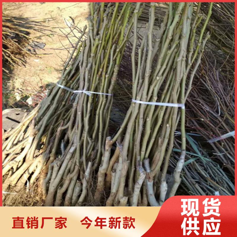 核桃苗-大棚草莓苗用心做好每一件产品