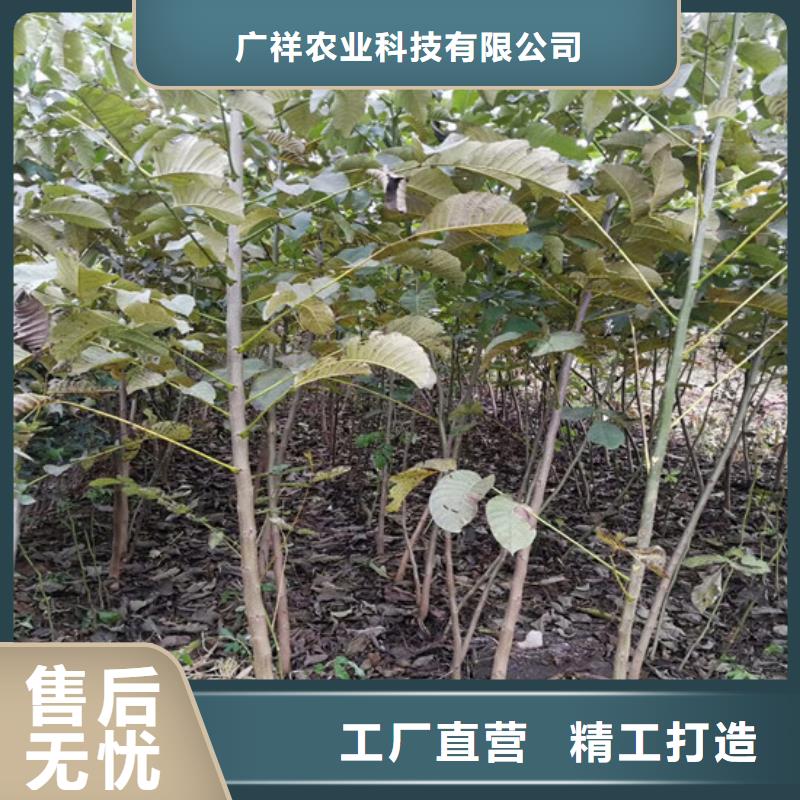 核桃苗黄桃树苗源头厂商