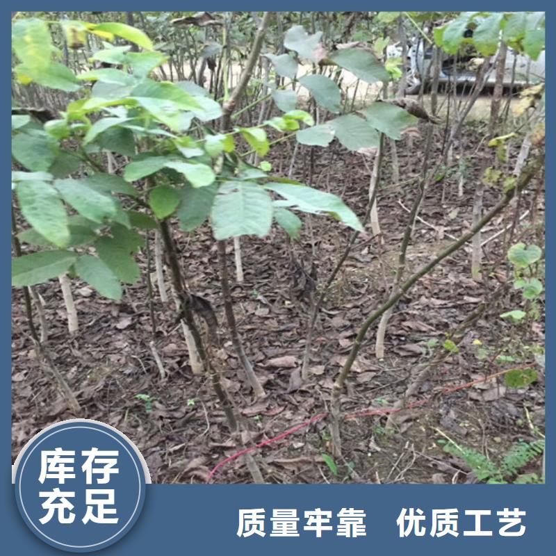 【核桃苗】,葡萄苗基地源头工厂量大优惠