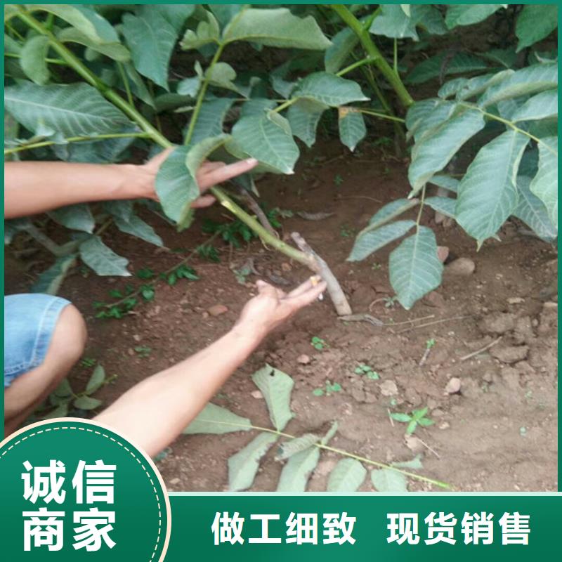 【核桃苗】苹果苗质检合格发货