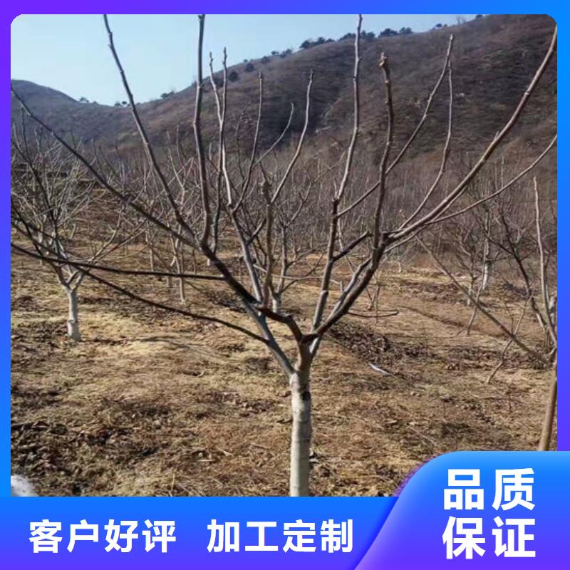 核桃苗桃树苗基地诚信经营