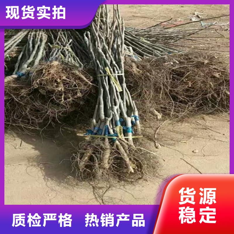 核桃苗草莓品牌大厂家