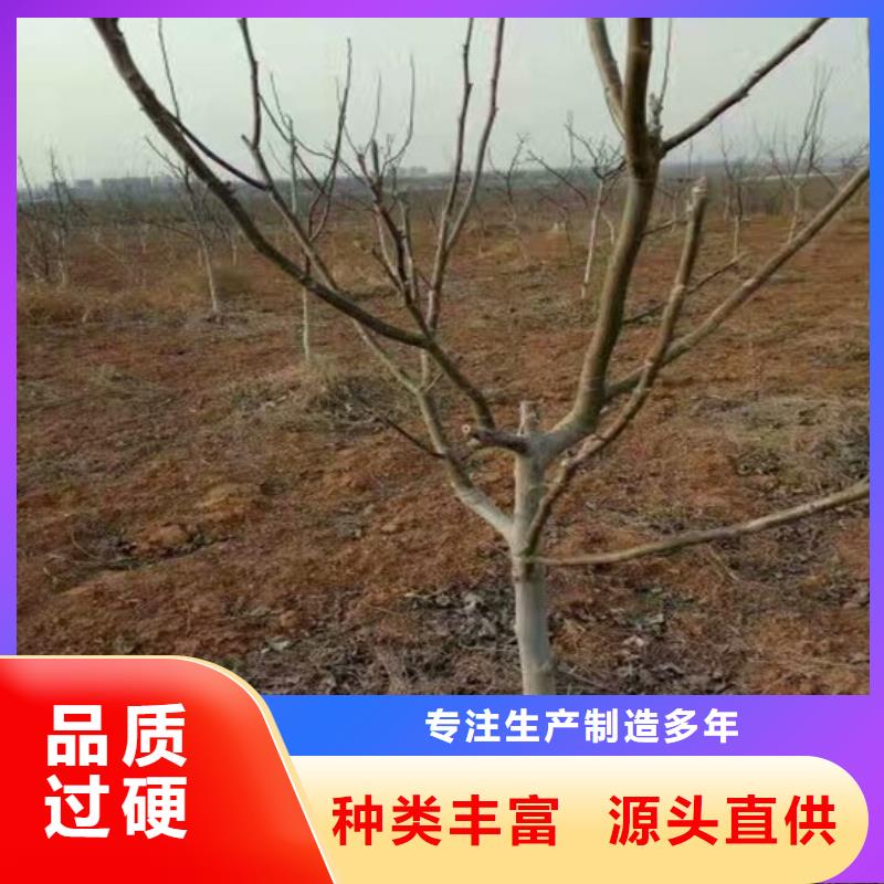 【核桃苗】葡萄苗专注细节使用放心