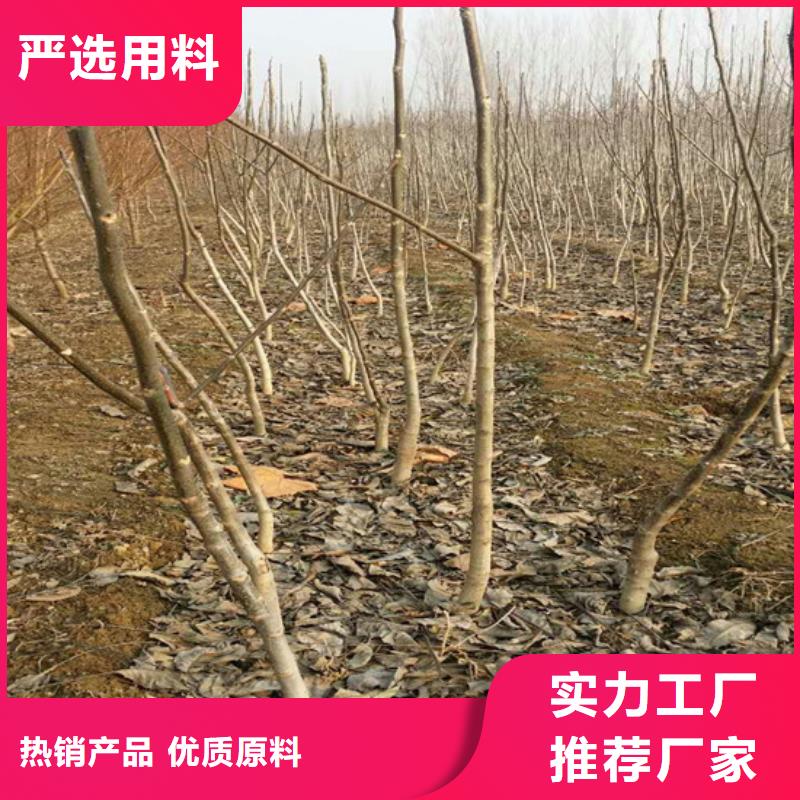 核桃苗苹果苗基地服务周到