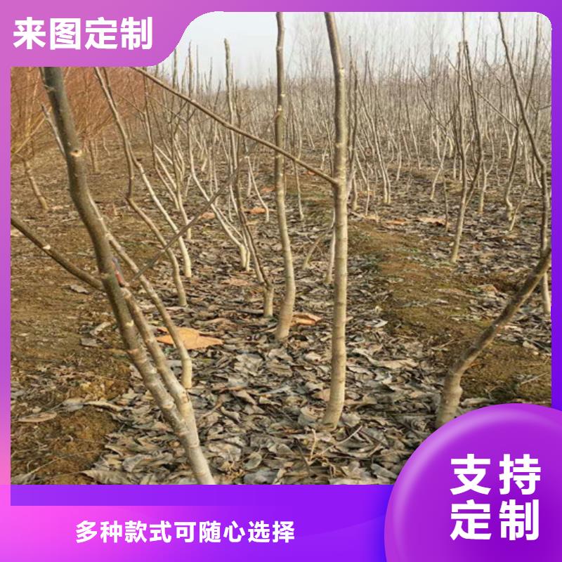 核桃苗梨树苗基地优质原料