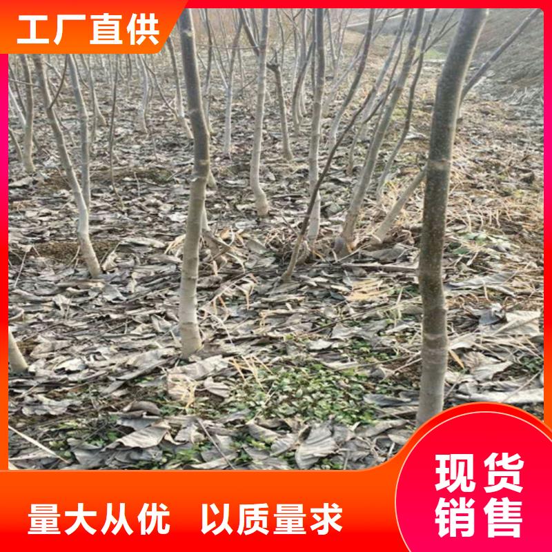 核桃苗冬雪蜜桃树苗用心经营