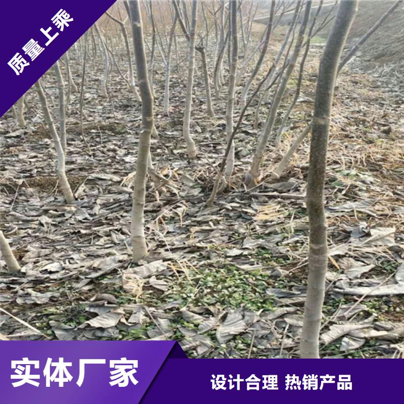 核桃苗果树苗批发基地厂家精选