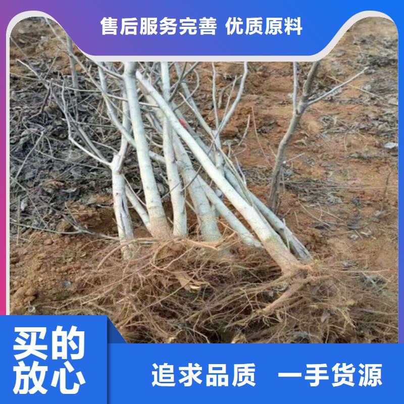 核桃苗莫妮卡西梅树苗大库存无缺货危机