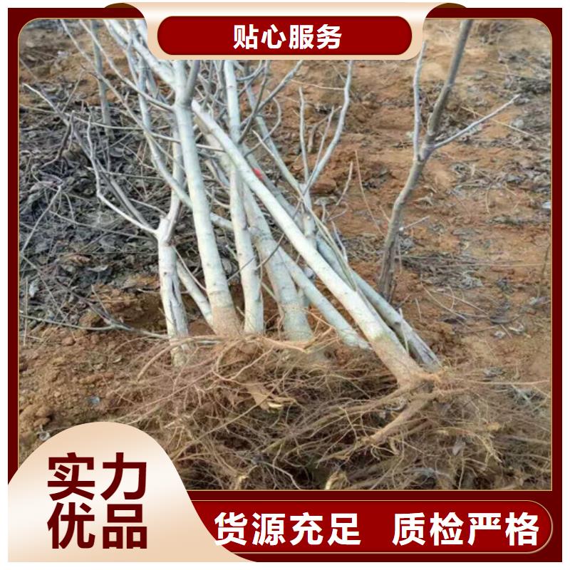 核桃苗黄金苹果树苗基地安心购