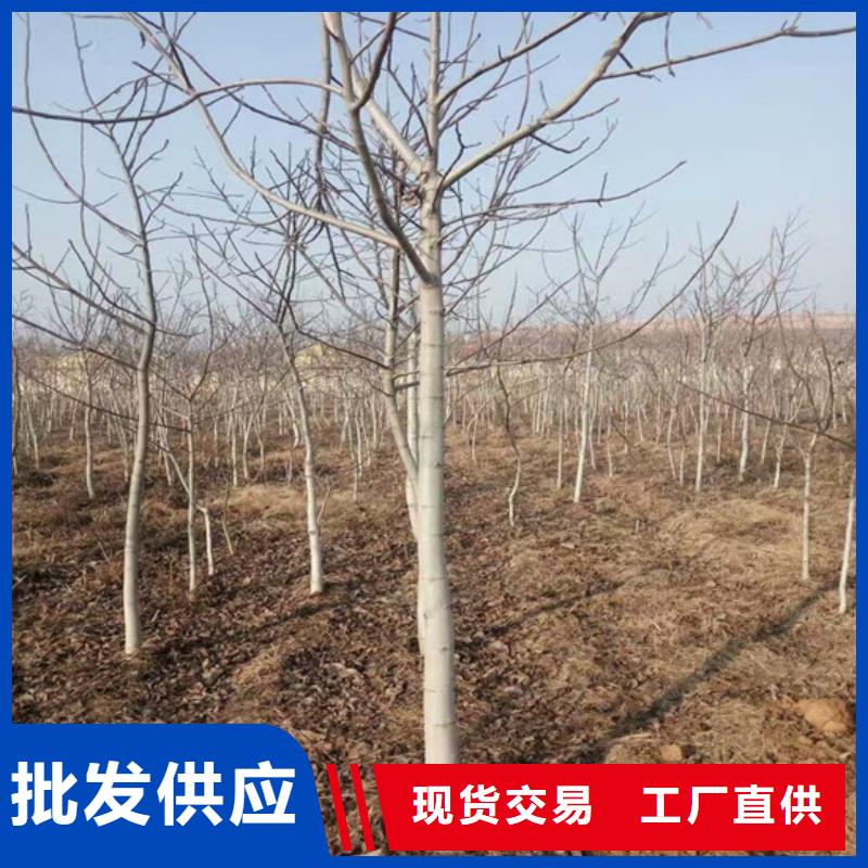 核桃苗_苹果苗基地诚信厂家