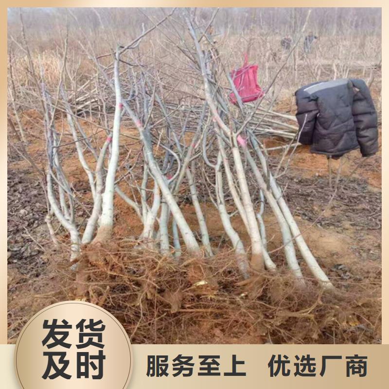 核桃苗苹果苗极速发货