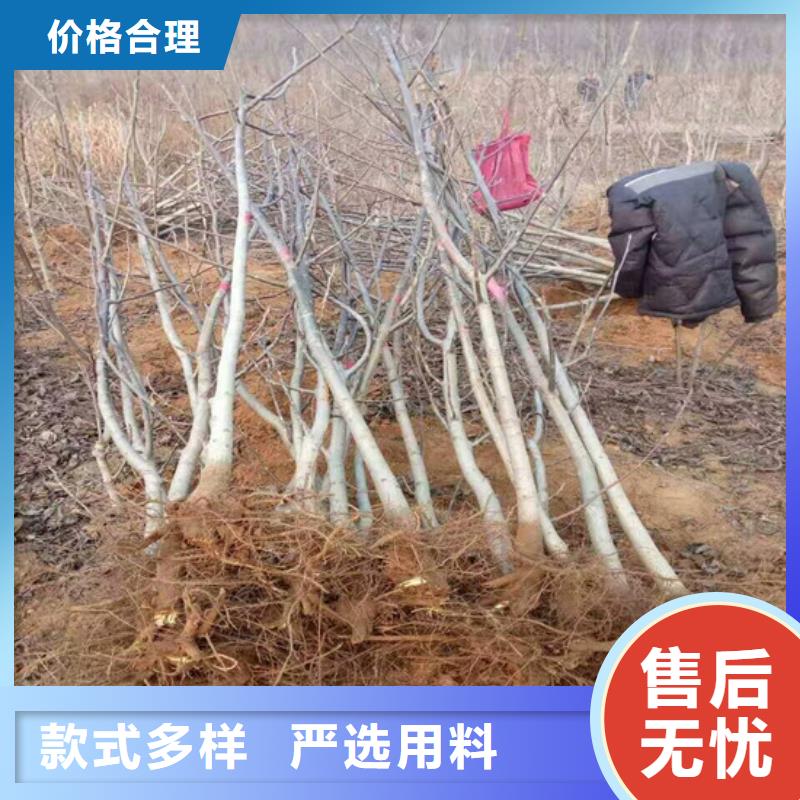 核桃苗苹果苗基地一站式采购商家