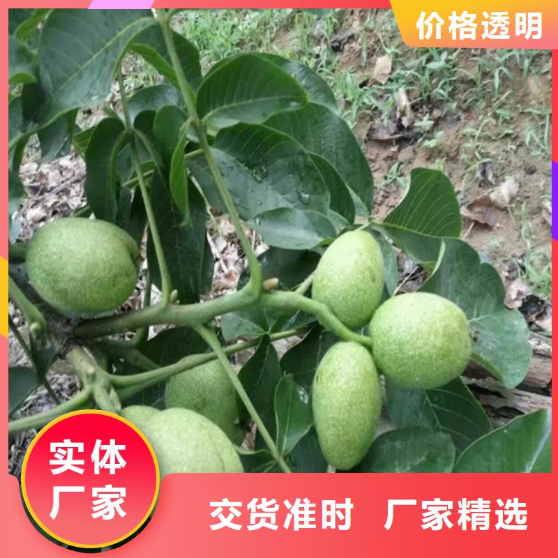 【核桃苗红油香椿树苗敢与同行比价格】