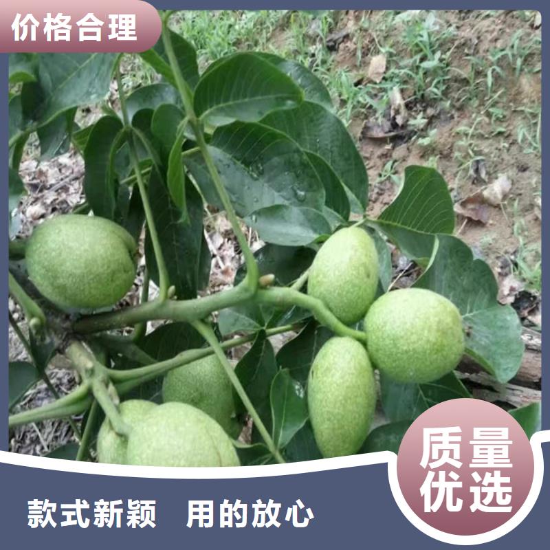 核桃苗无花果树苗根据要求定制