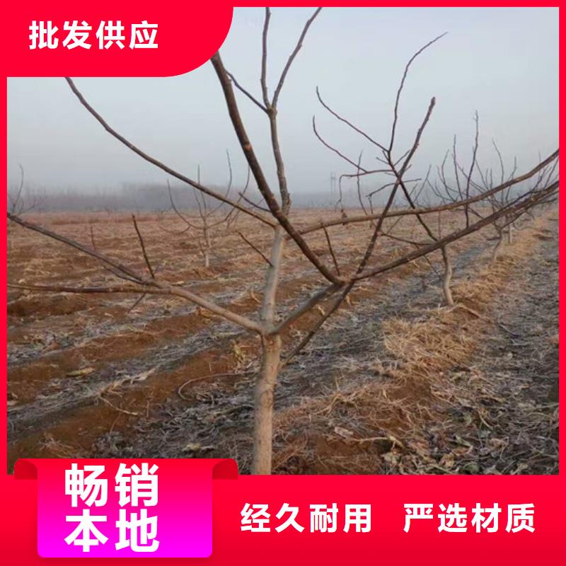 核桃苗冬雪蜜桃树苗用心经营