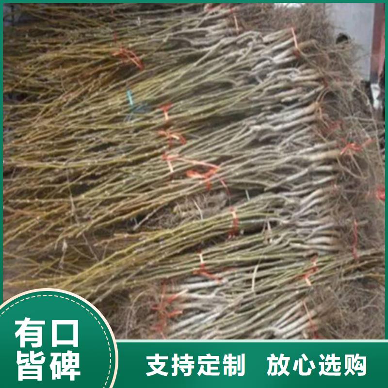 核桃苗苹果苗基地库存齐全厂家直供