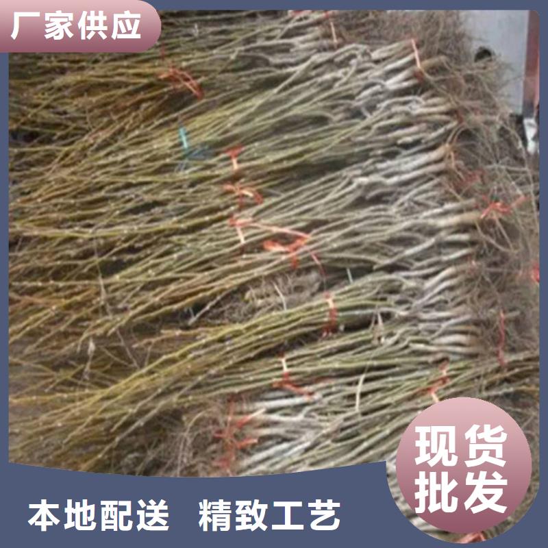 核桃苗大红袍花椒苗一站式采购