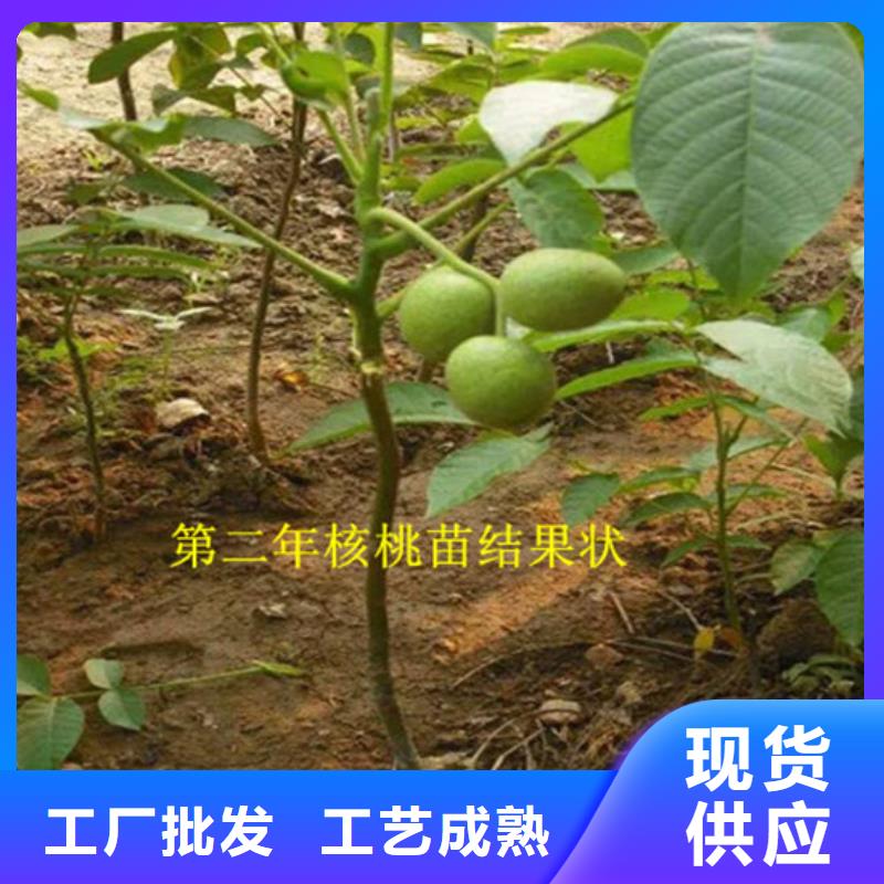 核桃苗葡萄苗基地现货充足量大优惠