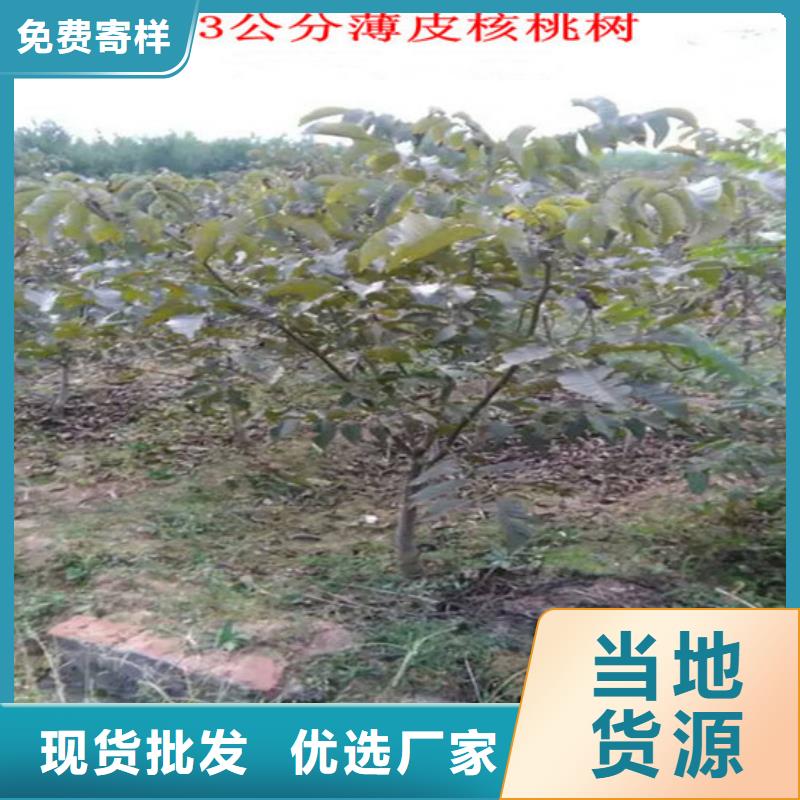 核桃苗苹果苗基地库存齐全厂家直供