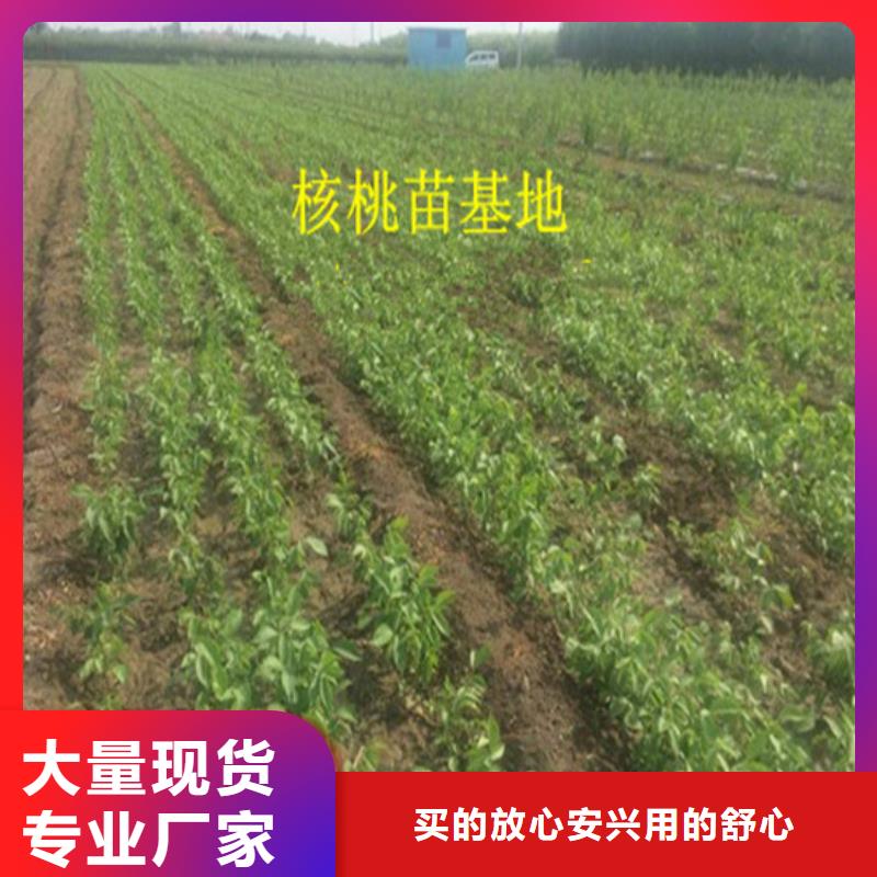 【核桃苗大棚草莓苗实力商家供货稳定】