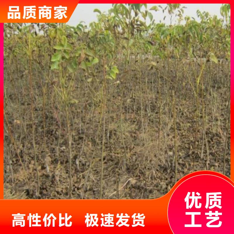 【核桃苗】草莓苗价格现货销售