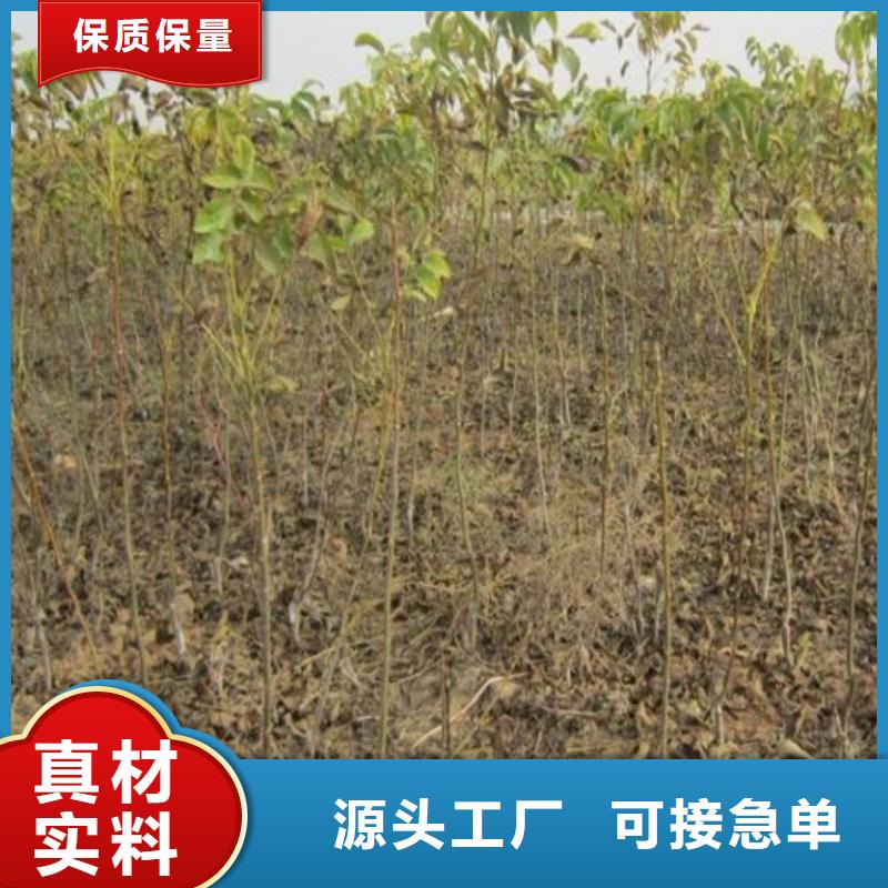 核桃苗梨树苗基地不只是质量好