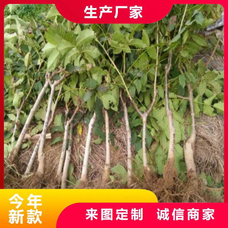 核桃苗黄金苹果树苗基地价格低