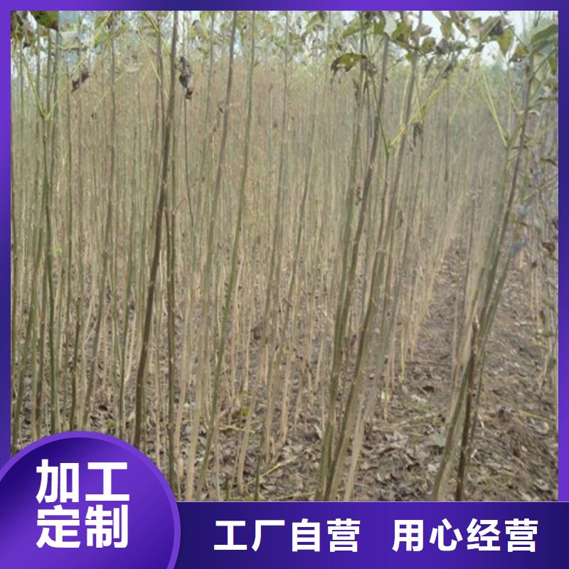 核桃苗樱桃苗基地支持大小批量采购