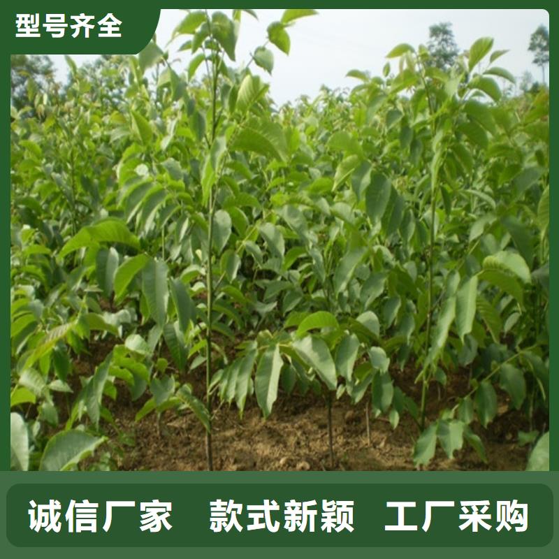 核桃苗香梨树苗适用范围广