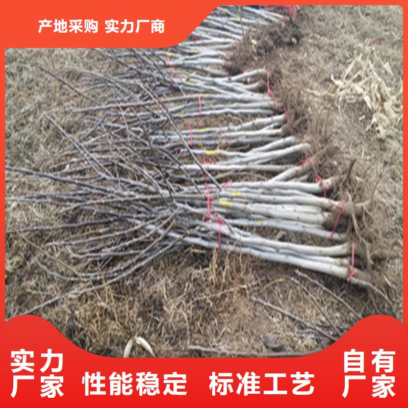 核桃苗梨树苗基地优质原料