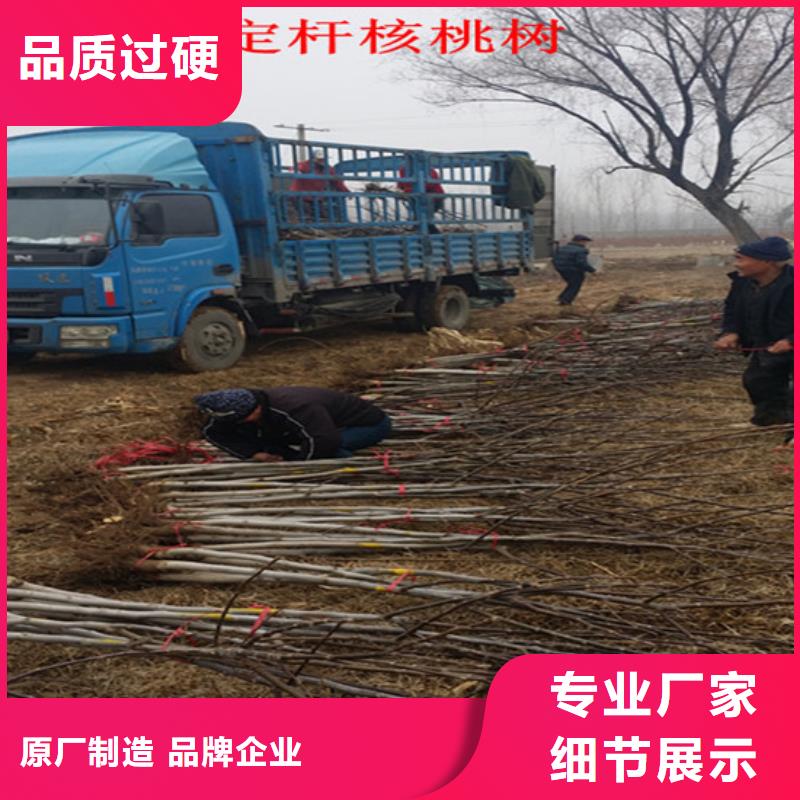 核桃苗-【苹果苗基地】可放心采购