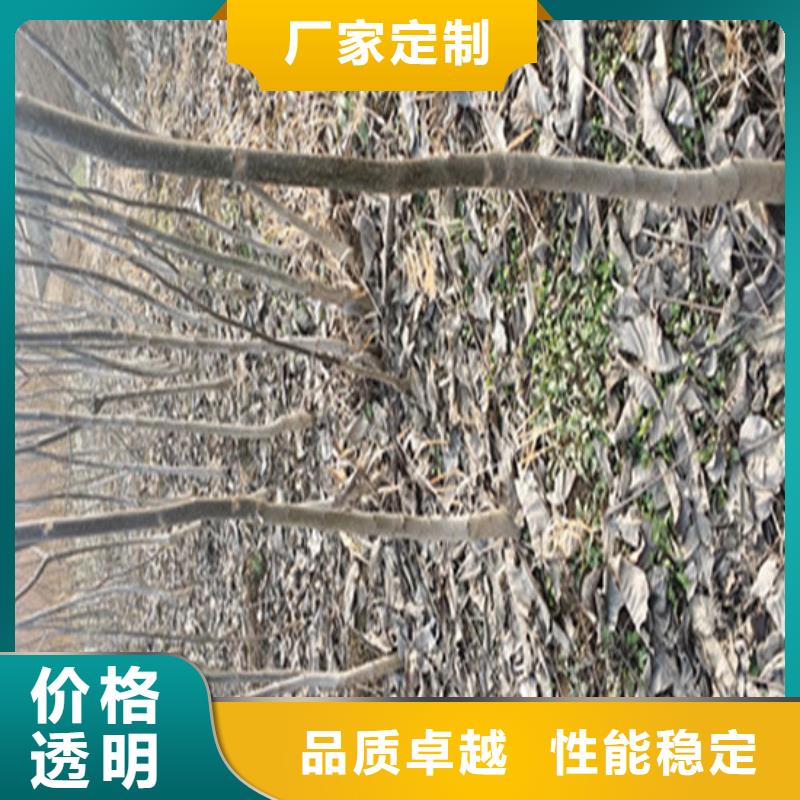 核桃苗桃树苗基地满足多种行业需求