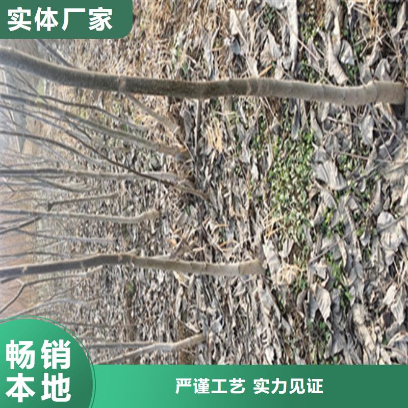 核桃苗_果树苗批发基地满足客户所需