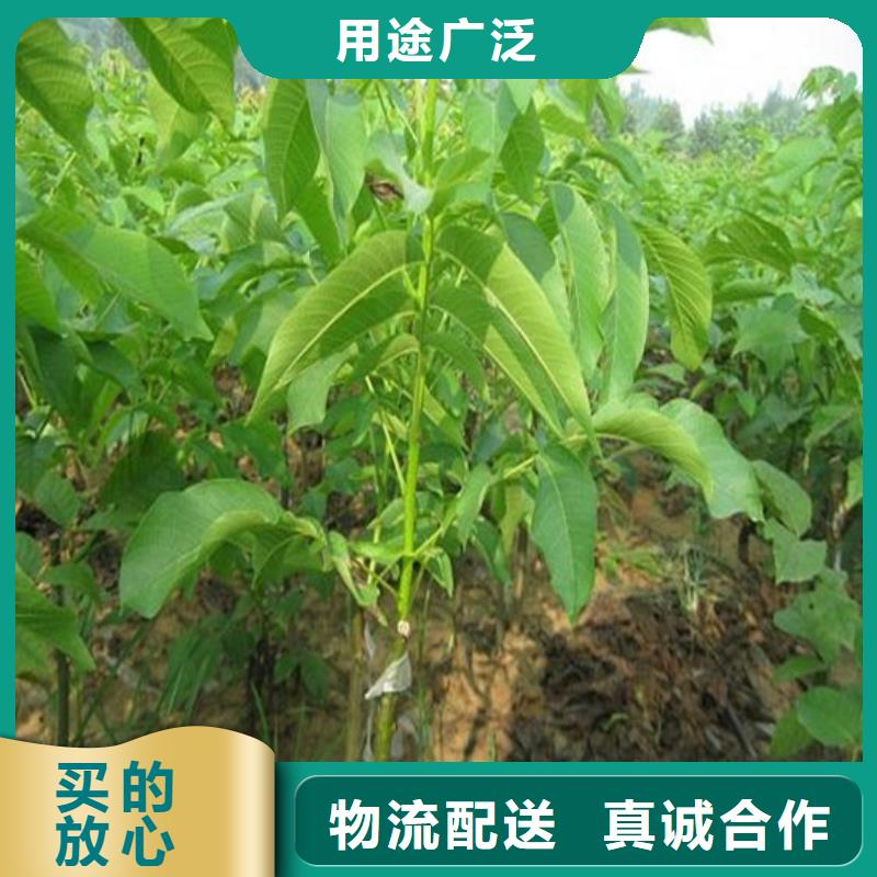 核桃苗【大棚草莓苗】现货直供