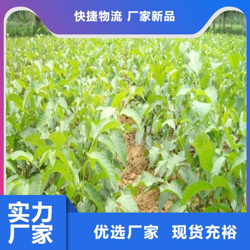 核桃苗【樱桃苗】支持非标定制