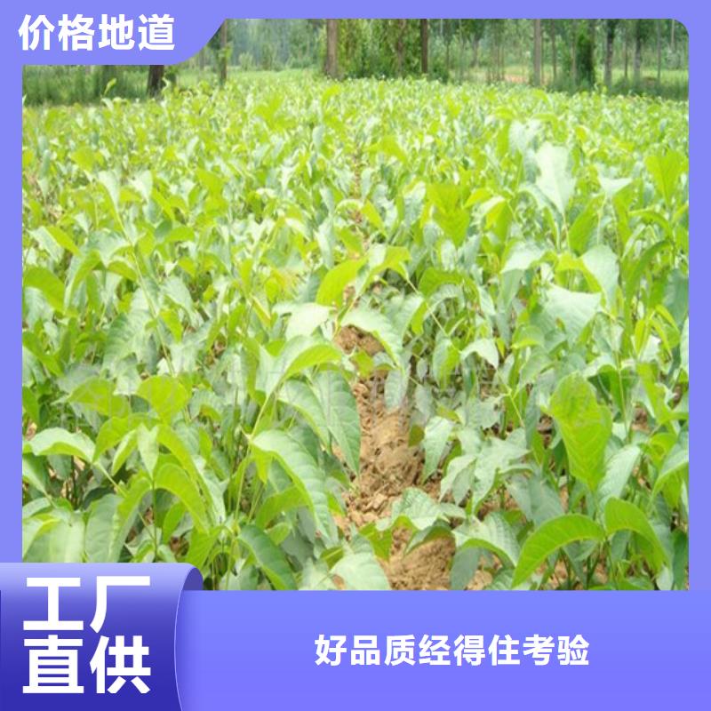 核桃苗黑珍珠草莓苗供您所需