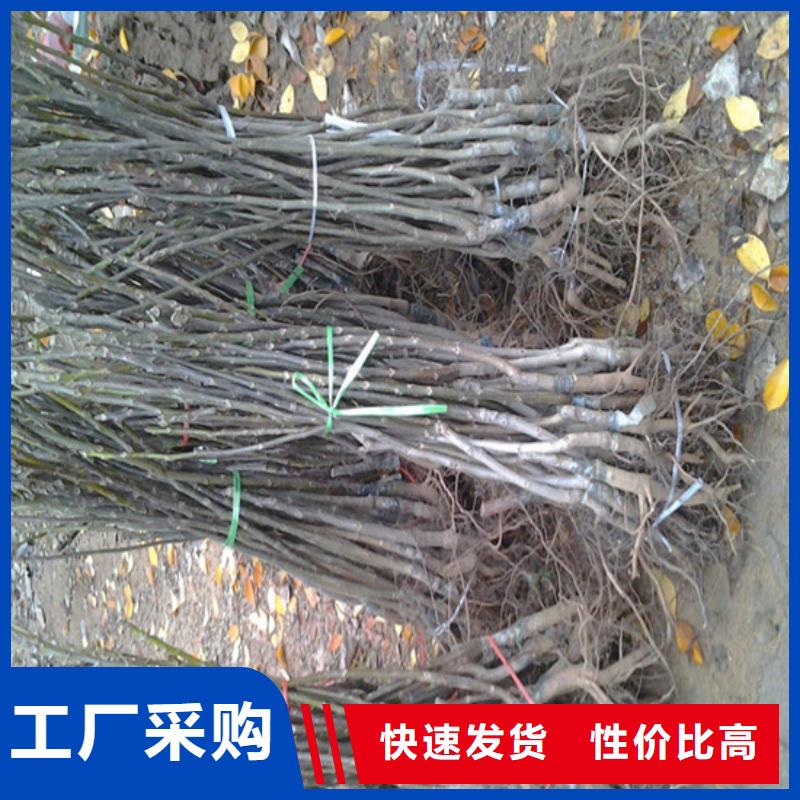 核桃苗,梨树苗基地拥有核心技术优势