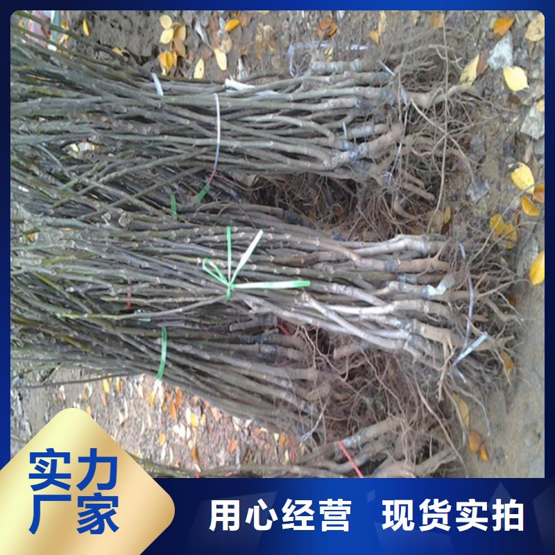 核桃苗果树苗工程施工案例