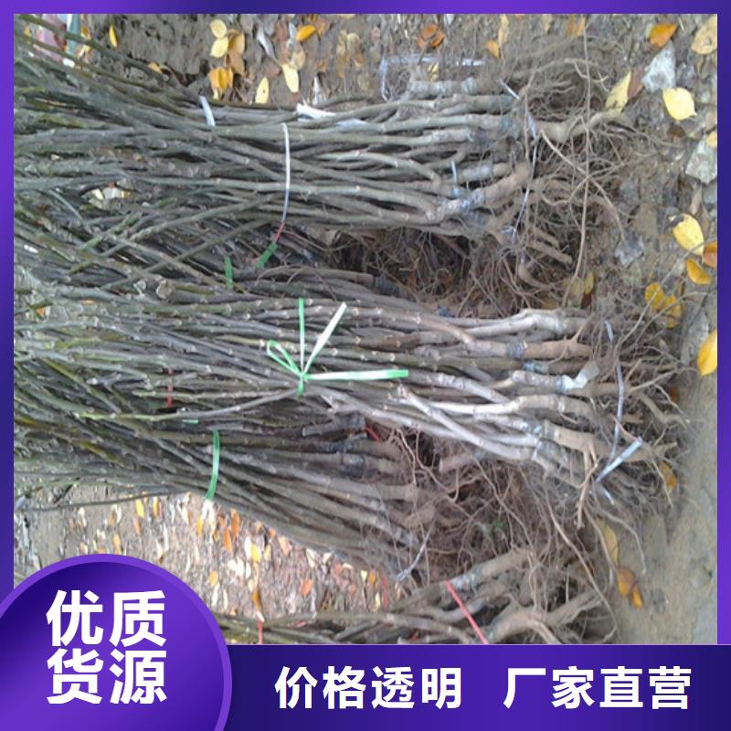 核桃苗苹果苗厂家直营