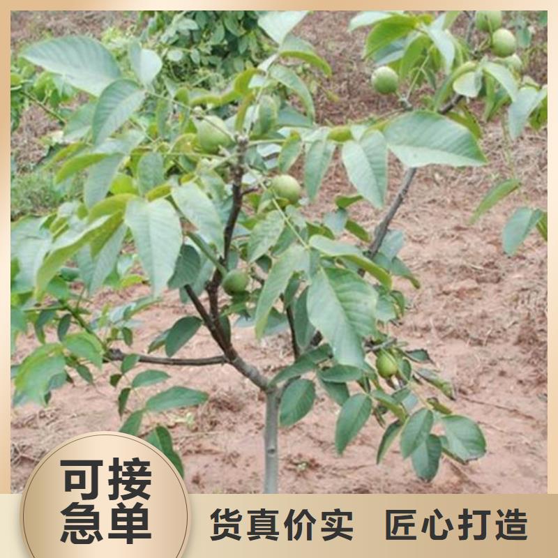 【核桃苗】冬雪蜜桃树苗细节之处更加用心