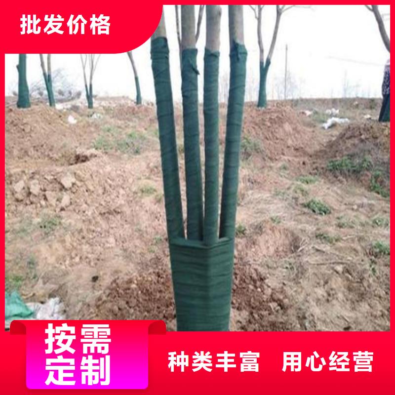 【裹树布】防渗膜厂家工艺先进