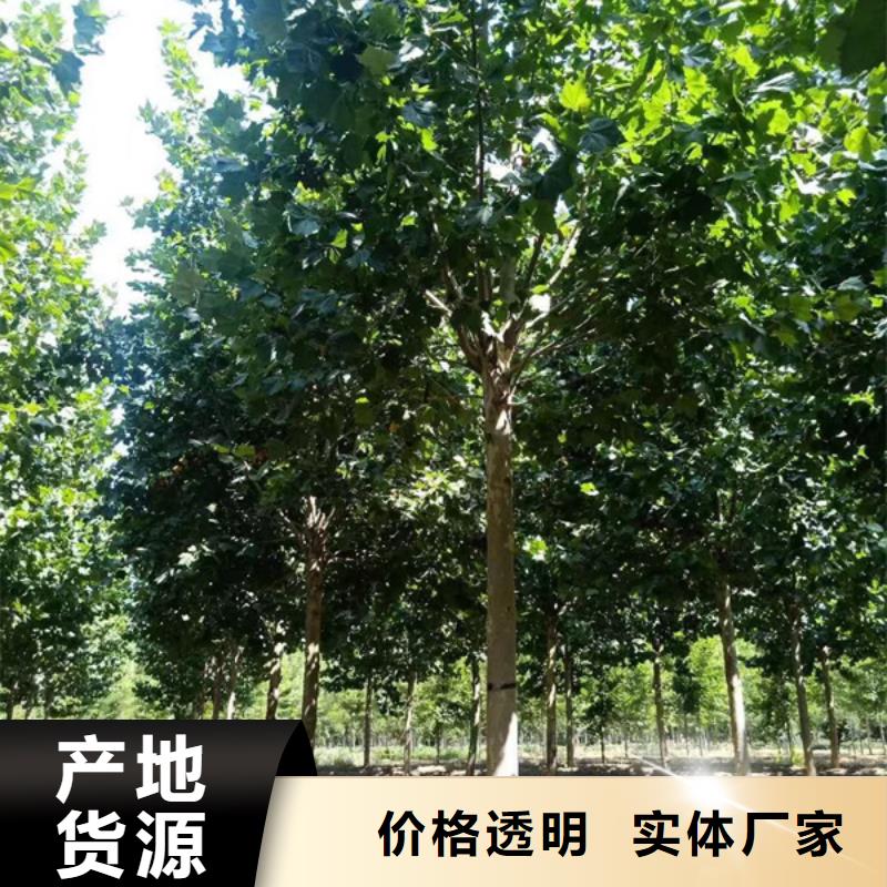 槐荫【本地】法桐黄金槐匠心打造