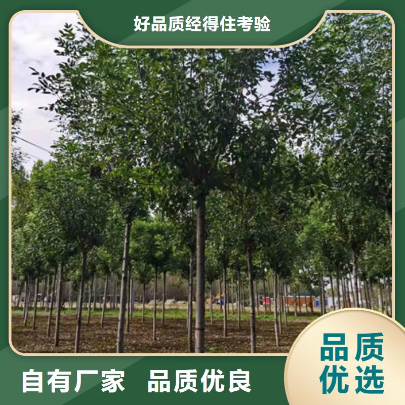 法桐黄金槐客户好评