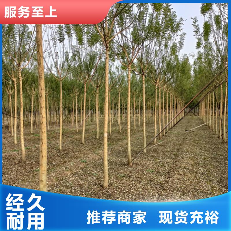 法桐,北京栾实地大厂