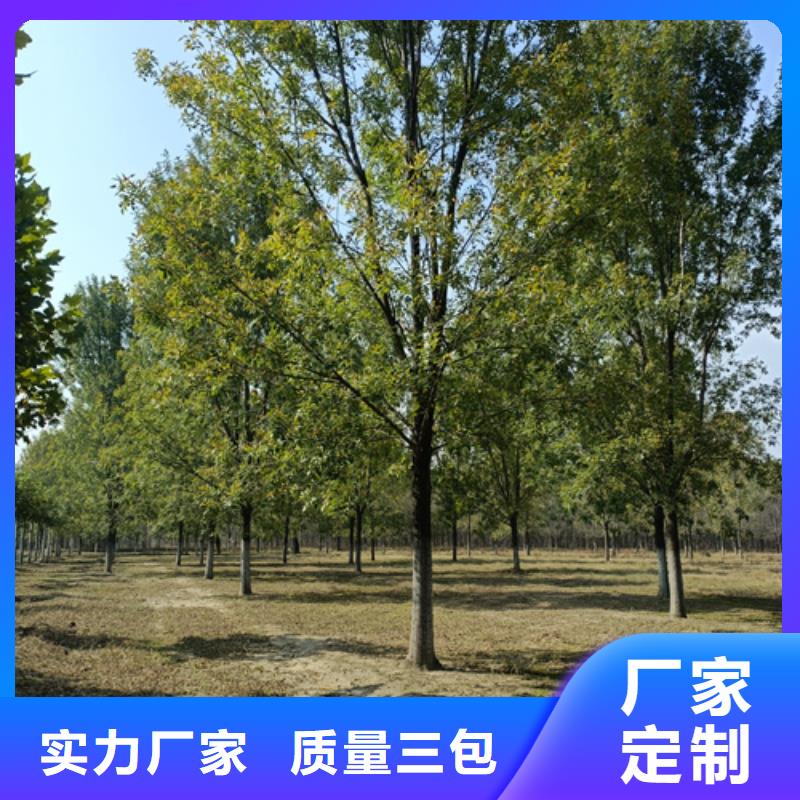 法桐_国槐厂家自营