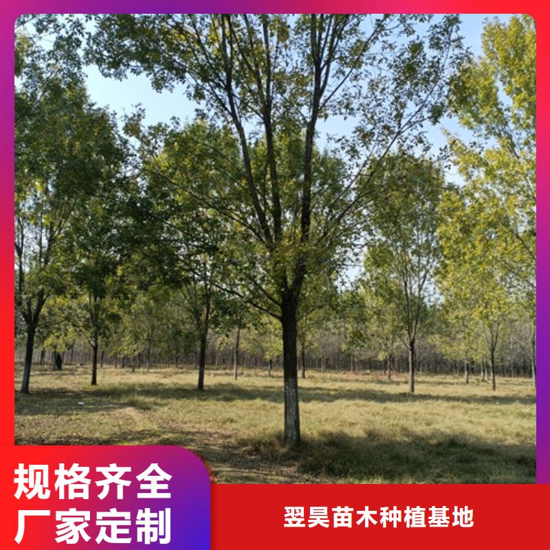 法桐品质优良