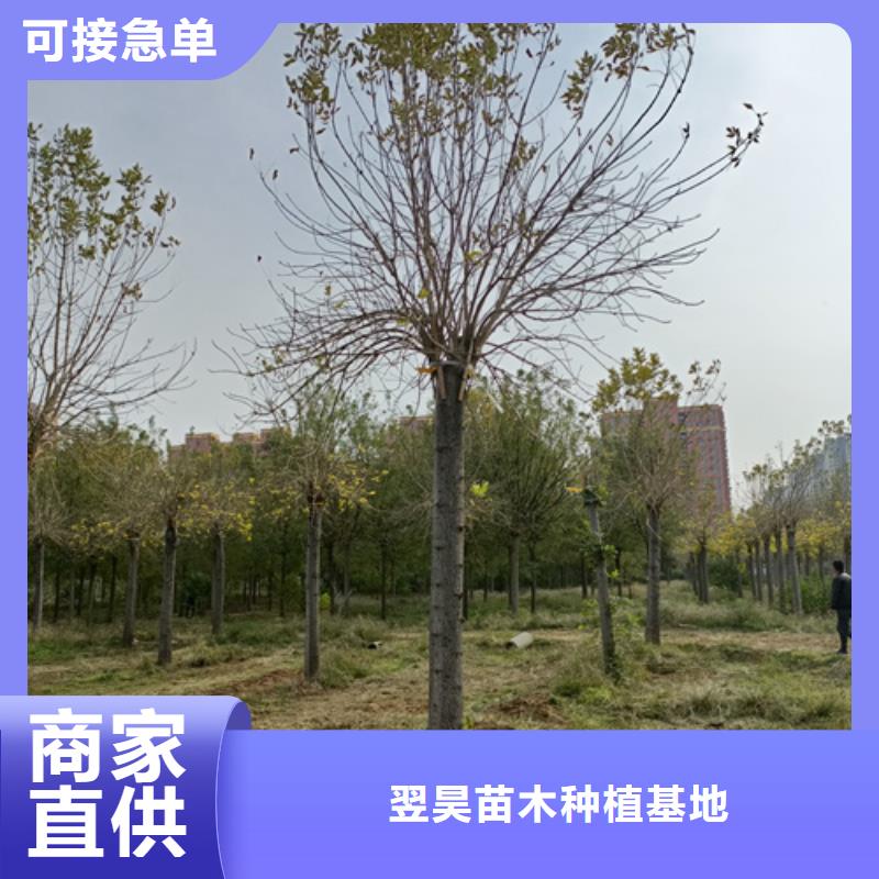 法桐五角枫品质值得信赖