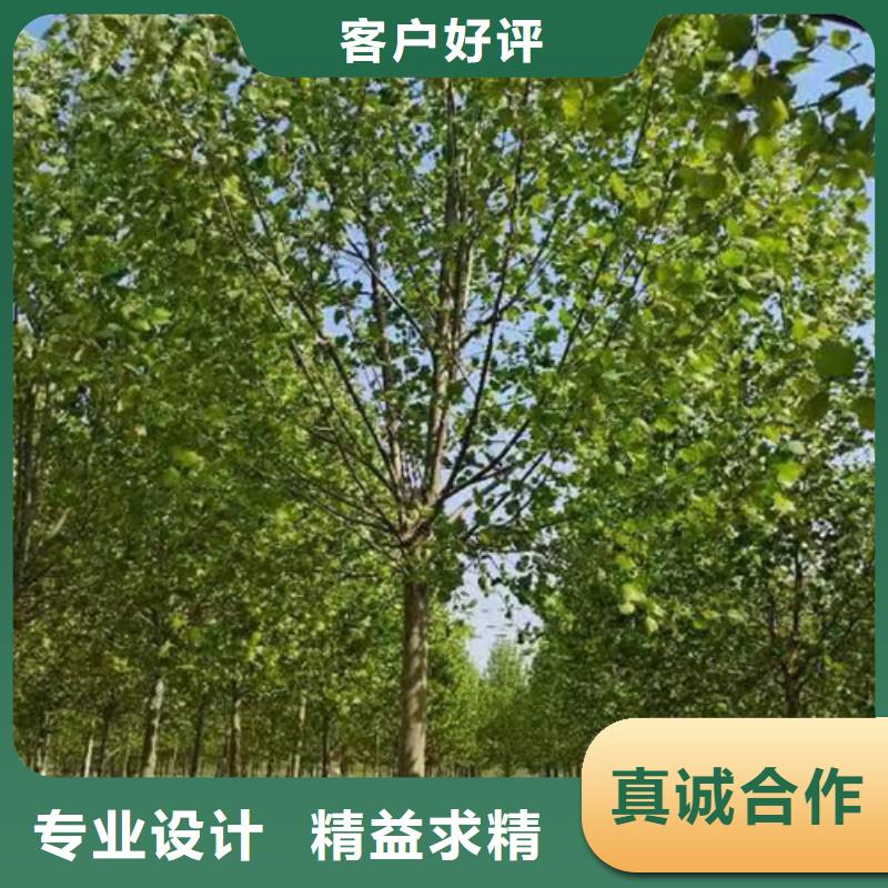 法桐【白蜡】有实力有经验